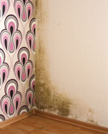 Schimmelpilzschäden im Wohnraum